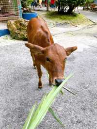 Feeding Cute Animals at BSL Ecofarm