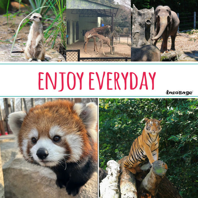 新加坡動物園：熱帶雨林奇幻之旅