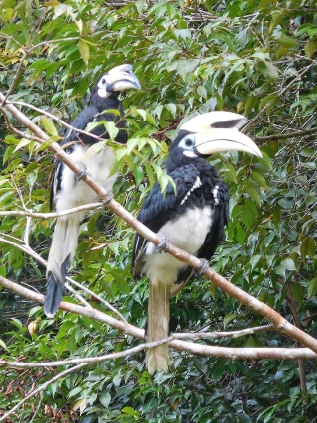 Danum Valley Conservation Area