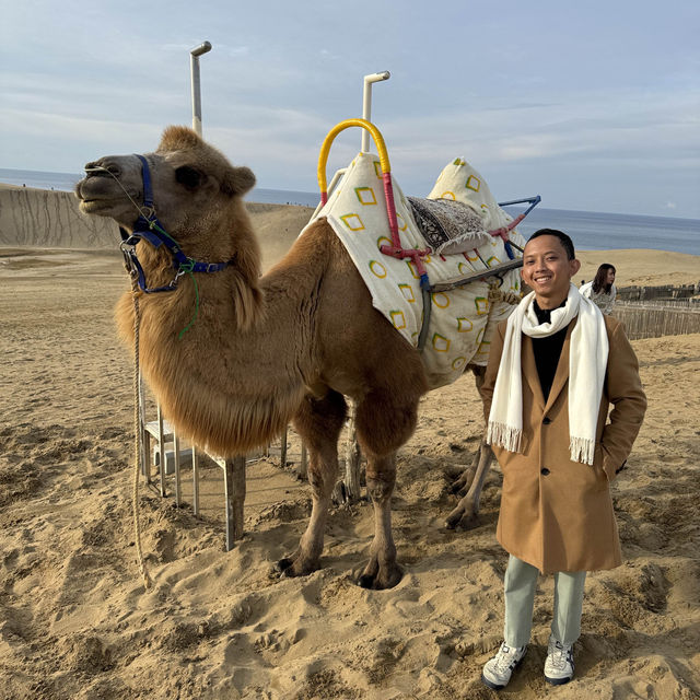 Splendid sand dunes with Camels in Tottori, Japan 🇯🇵 