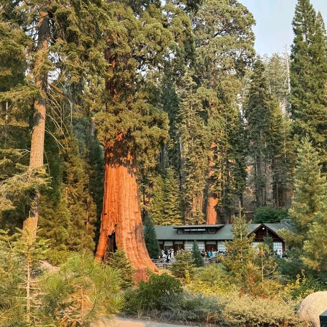 Redwood Forest in USA