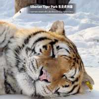 📍 Siberia Tiger Park 黑龙江·哈尔滨|东北虎林园  สถานที่ท่องเที่