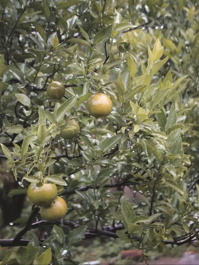 ยกให้เป็นสวนส้ม 🍊🌳 #เชียงใหม่  ฟิลเกาหลีเกาใจสุด