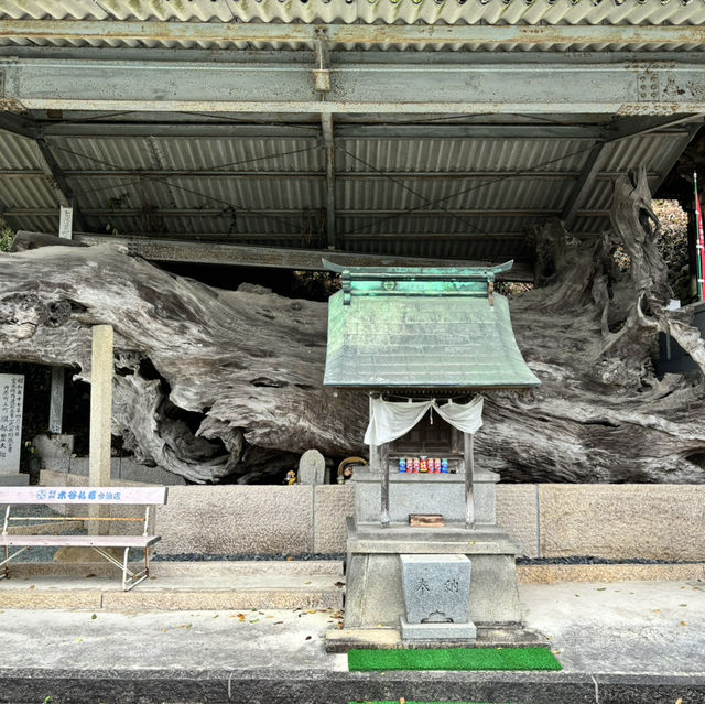 四國遍路+瀨戶內海單車遊