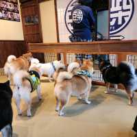 가마쿠라 마메시바🐶 카페에 다녀왔어요!