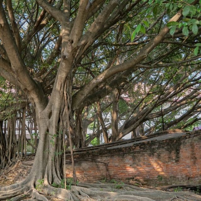สำรวจโบราณสถานกลางกรุงอยุธยาที่สะพานบ้านดินสอ