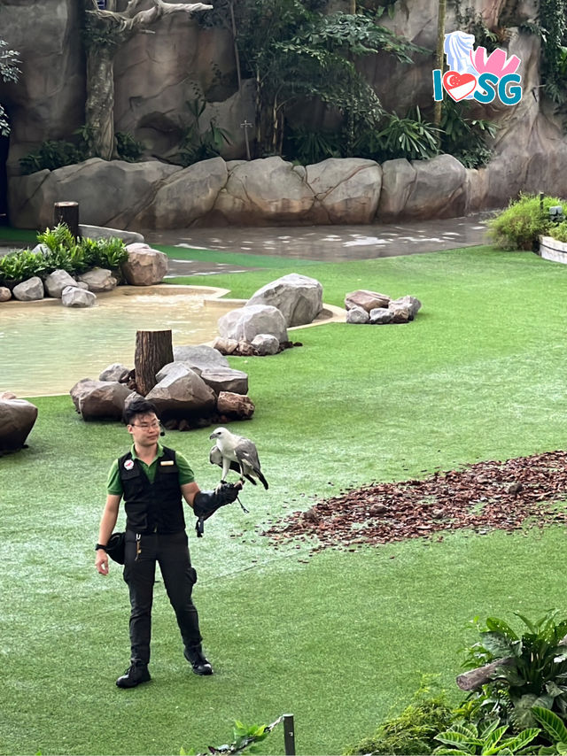 🇸🇬 Predators of the Wings