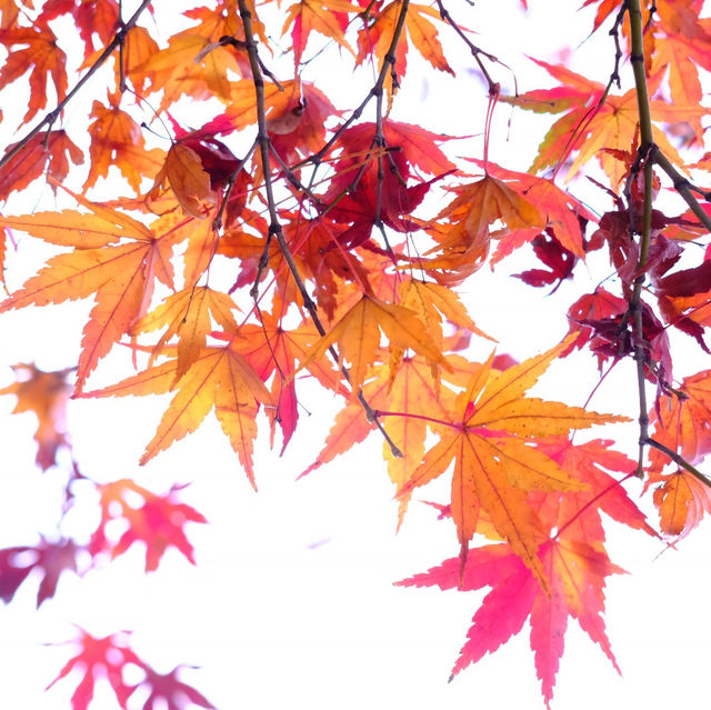 🍁 金澤兼六園:打卡紅葉仙境,感受江戶風情