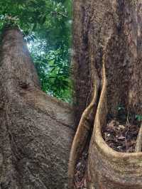 Immersed in Nature: Exploring the Majestic Beauty of Permai Rainforest in Kuching