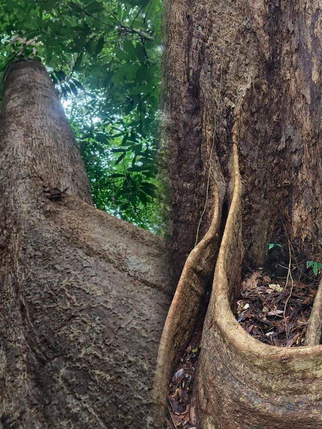Immersed in Nature: Exploring the Majestic Beauty of Permai Rainforest in Kuching
