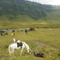 GRASSLANDS OF SAVANNAH HILLS 
