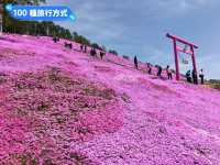 日本北海道-宛如粉紅色地毯的芝櫻花海：東藻琴 芝櫻公園