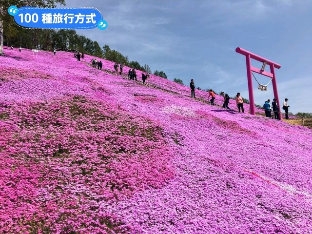 日本北海道-宛如粉紅色地毯的芝櫻花海：東藻琴 芝櫻公園