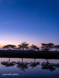 三重の桜の絶景ナンバー1 笠松ロード