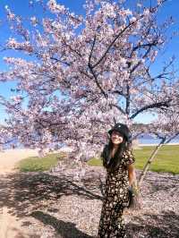 🇦🇺 Japanese Cherry Tree Grove, Canberra, Australia
