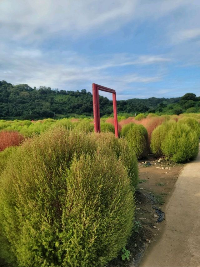 가을 프사 바꾸러 가야할 댑싸리공원🧡