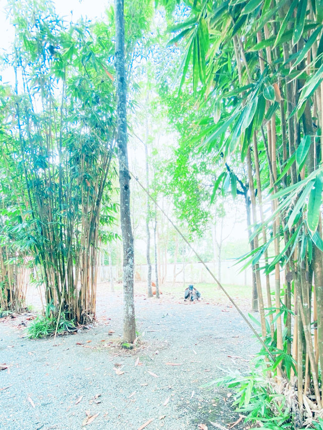 🙇‍♀️กราบไหว้พระขอพร🙇‍♀️วัดหนองเสม็ด🙇🏼