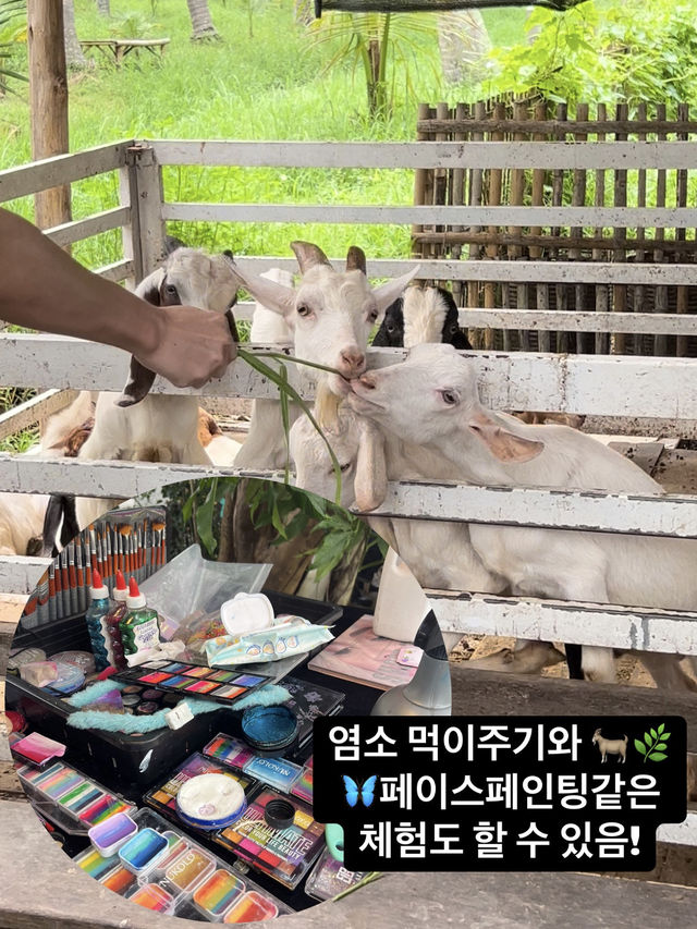 🌴야자수와 함께 인생샷 백장 건질 수 있는🇹🇭치앙마이 코코넛마켓