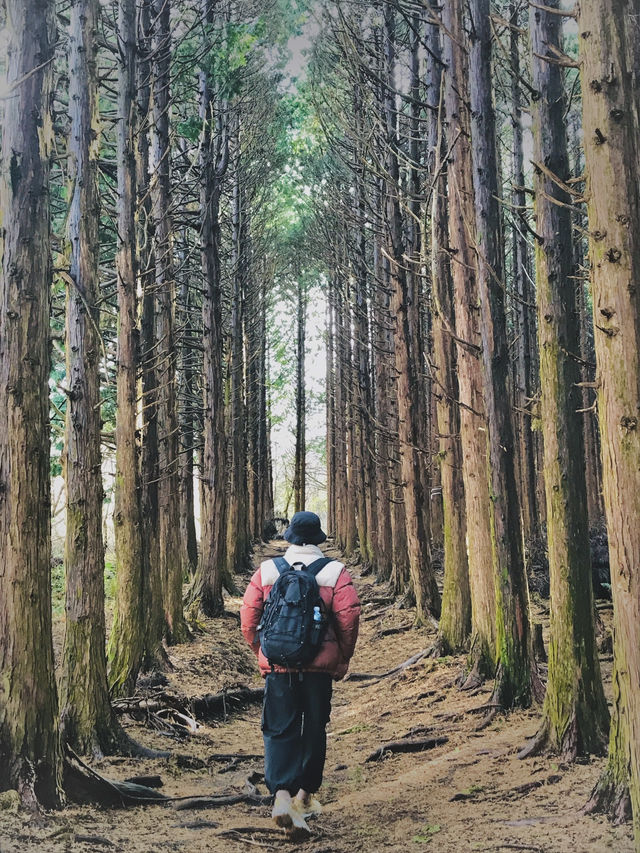 가을에 가장 멋진 제주도 비밀의 숲, 누구나 반할 거예요.