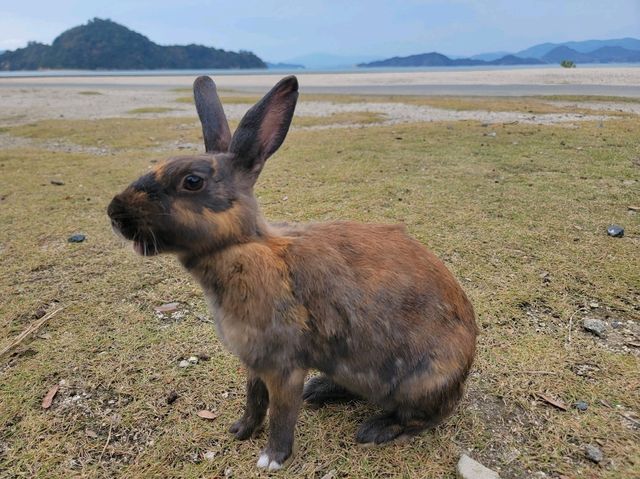 大久野島 來尋找超可愛兔兔