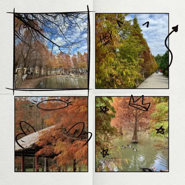 芒洲濕地：落羽松的秋日🍂🌅