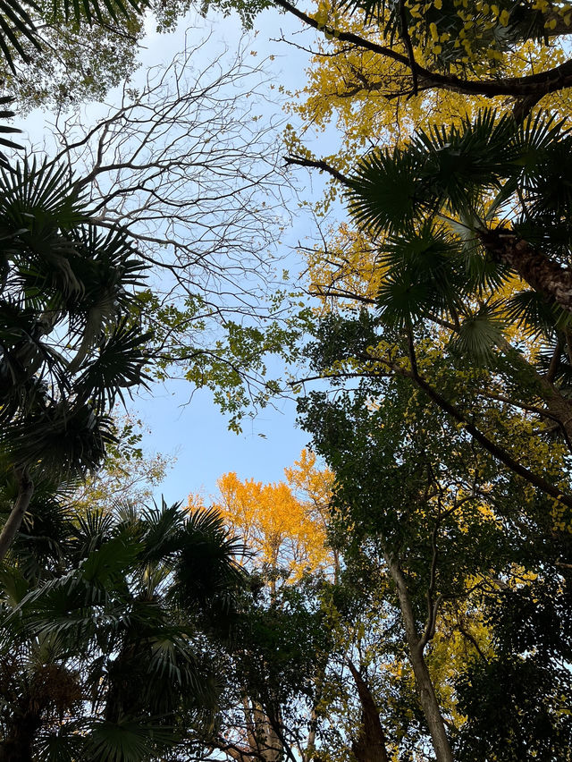 가을엔 무조건 가야할 📍상해 중산공원(中山公园)🍂🍁