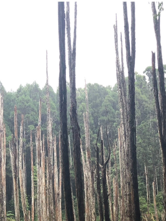 霧雨漫步：在南投忘憂森林的靜謐探索
