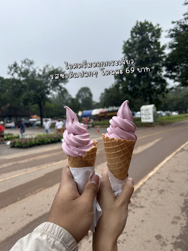 🌷เที่ยวชมทุ่งดอกกระเจียว จ.ชัยภูมิ