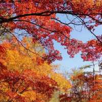 ～海坨山谷～紅葉奇觀～
