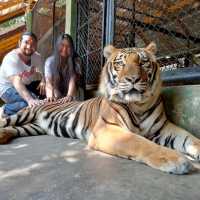 Tiger kingdom กับเหล่าแมวหางใหญ่ 🐯