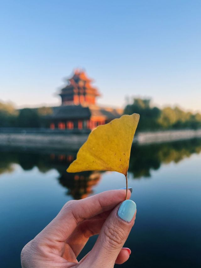 Forbidden City's beauty in autumn