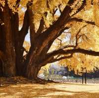 Golden wonder: Wonju Ginkgo tree