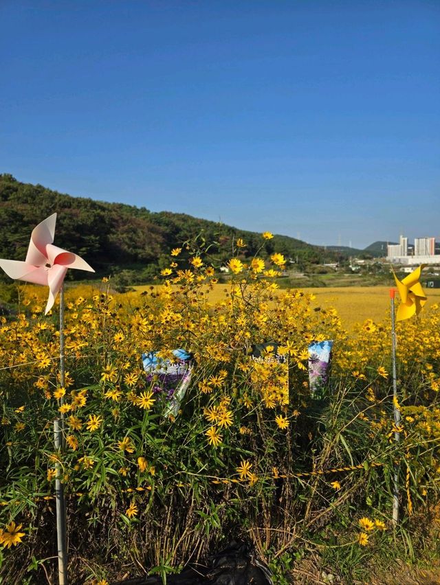 노랑 핑크물결이 가을가을한 기장 광산마을🩷