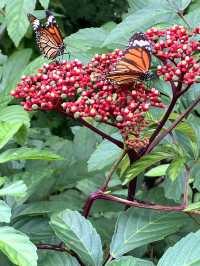 Bangkok’s fairytale butterfly garden 