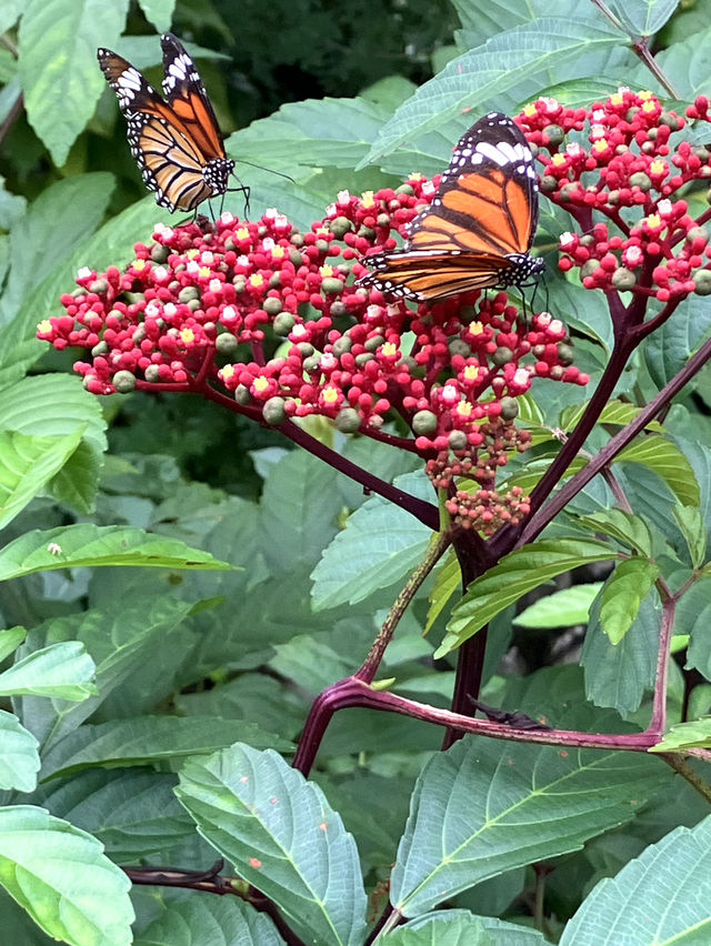 Bangkok’s fairytale butterfly garden 