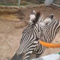 A Wild Day Out: Exploring the Wonders of Kanchanaburi Safari Park