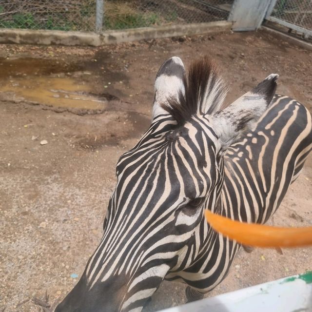 A Wild Day Out: Exploring the Wonders of Kanchanaburi Safari Park