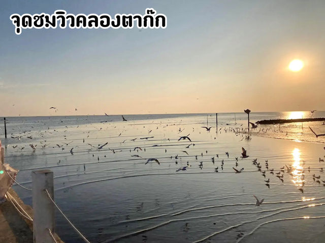 จุดชมวิวคลองตาก๊ก จ.สมุทรปราการ