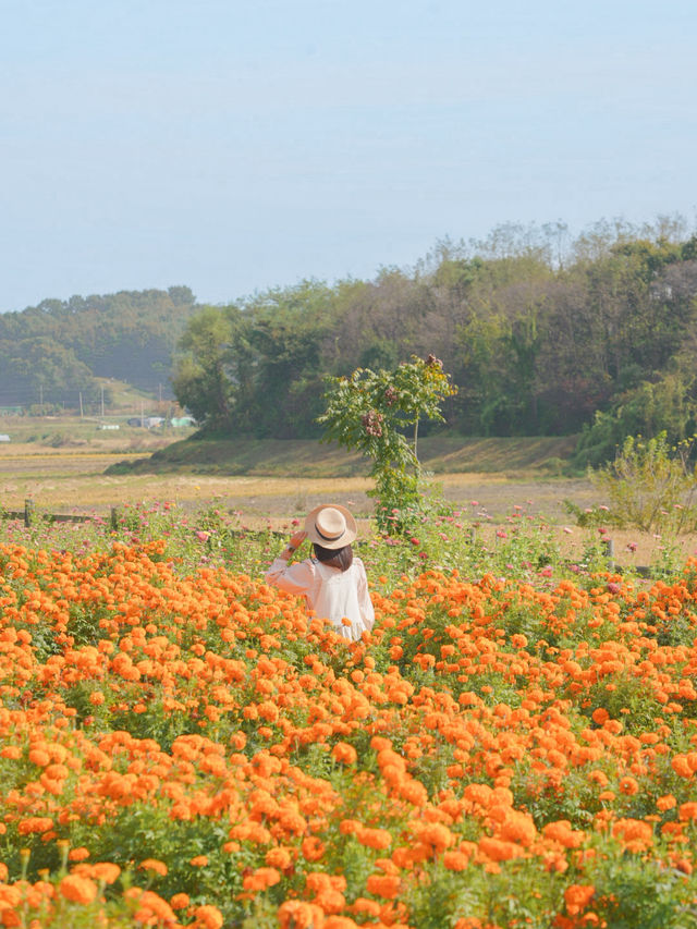 이렇게 예쁜 메리골드 밭은 처음이야🧡