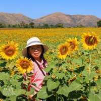 ทุ่งทานตะวัน ไร่วิชาญ ลพบุรี