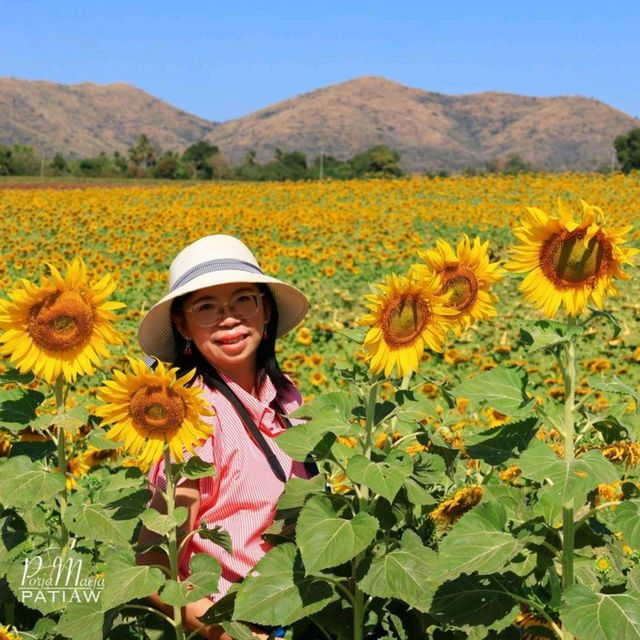 ทุ่งทานตะวัน ไร่วิชาญ ลพบุรี