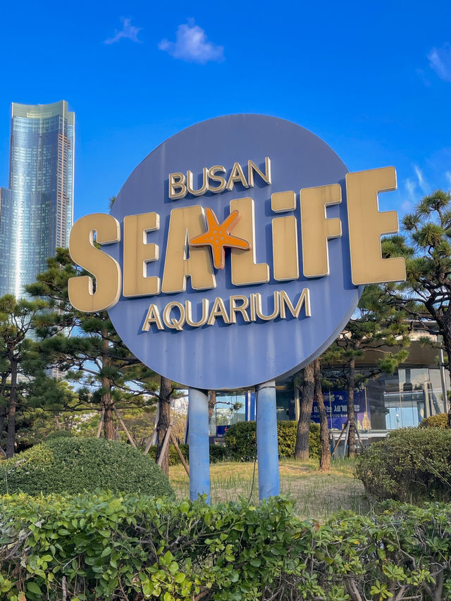 부산 겨울 실내데이트는 아쿠아리움에서 🐠