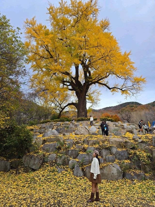 소원을 얘기하고 싶은 은행나무명소💛