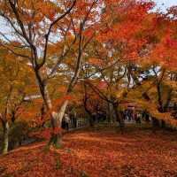 🇯🇵京都「東福寺」市區楓葉🍁頂流，楓葉之王威名當之無愧！