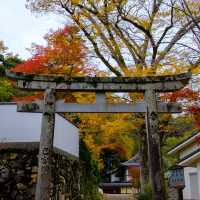 สวนป่าน้ำตกมิโนะ Osaka ดูน้ำตก ใบไม้เปลี่ยนสี