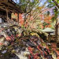 【滋賀紅葉】紫式部ゆかりの花の寺 石山寺紅葉