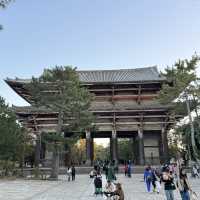 No trip to Nara is complete without visiting the Nara Park!