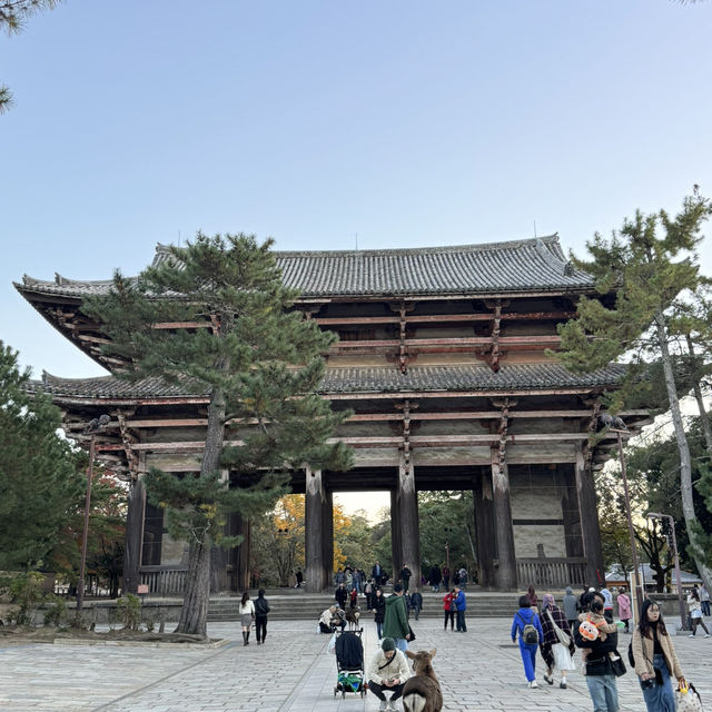 No trip to Nara is complete without visiting the Nara Park!
