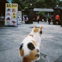 Houtong Cat Village, Taiwan 🐈‍⬛🐈