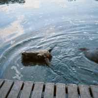 Buffalo Village หมู่บ้านอนุรักษ์ควายไทย